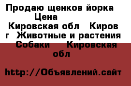 Продаю щенков йорка  › Цена ­ 15 000 - Кировская обл., Киров г. Животные и растения » Собаки   . Кировская обл.